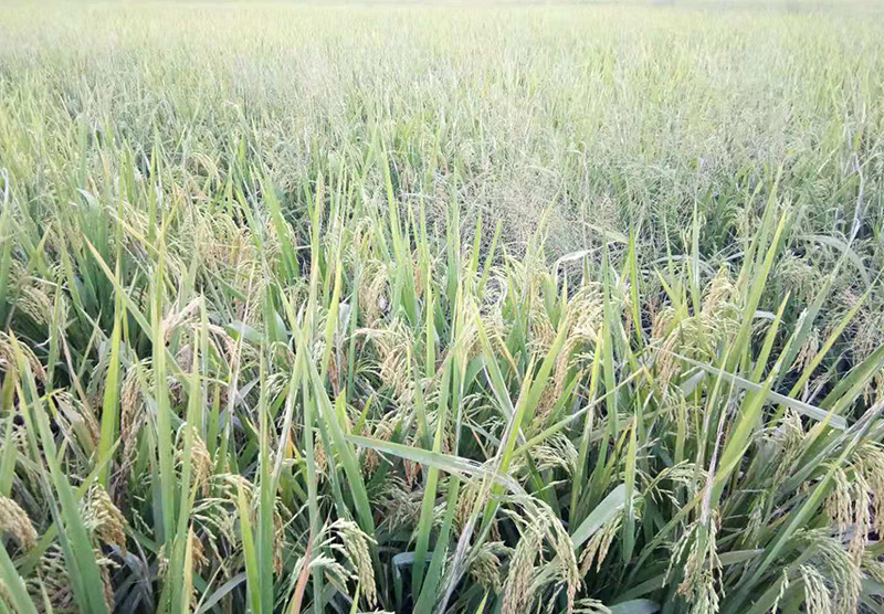 擁有200畝的(de)水稻種植基地(dì)